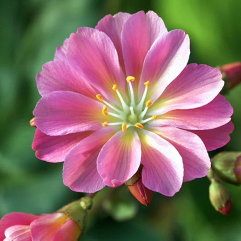 Lewisia Hybrides Sunset Strain Lewisia cotyledon Sunset Strain