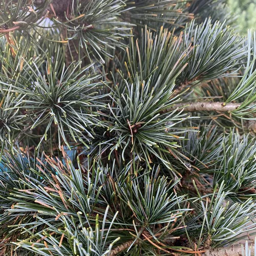 Pin blanc du Japon Negishi bleu. Le pot de 12 litres, 60/70 cm