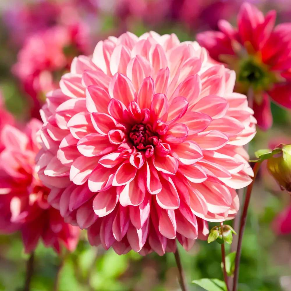 3 Dahlias décoratifs Bacardi Dahlia Bacardi