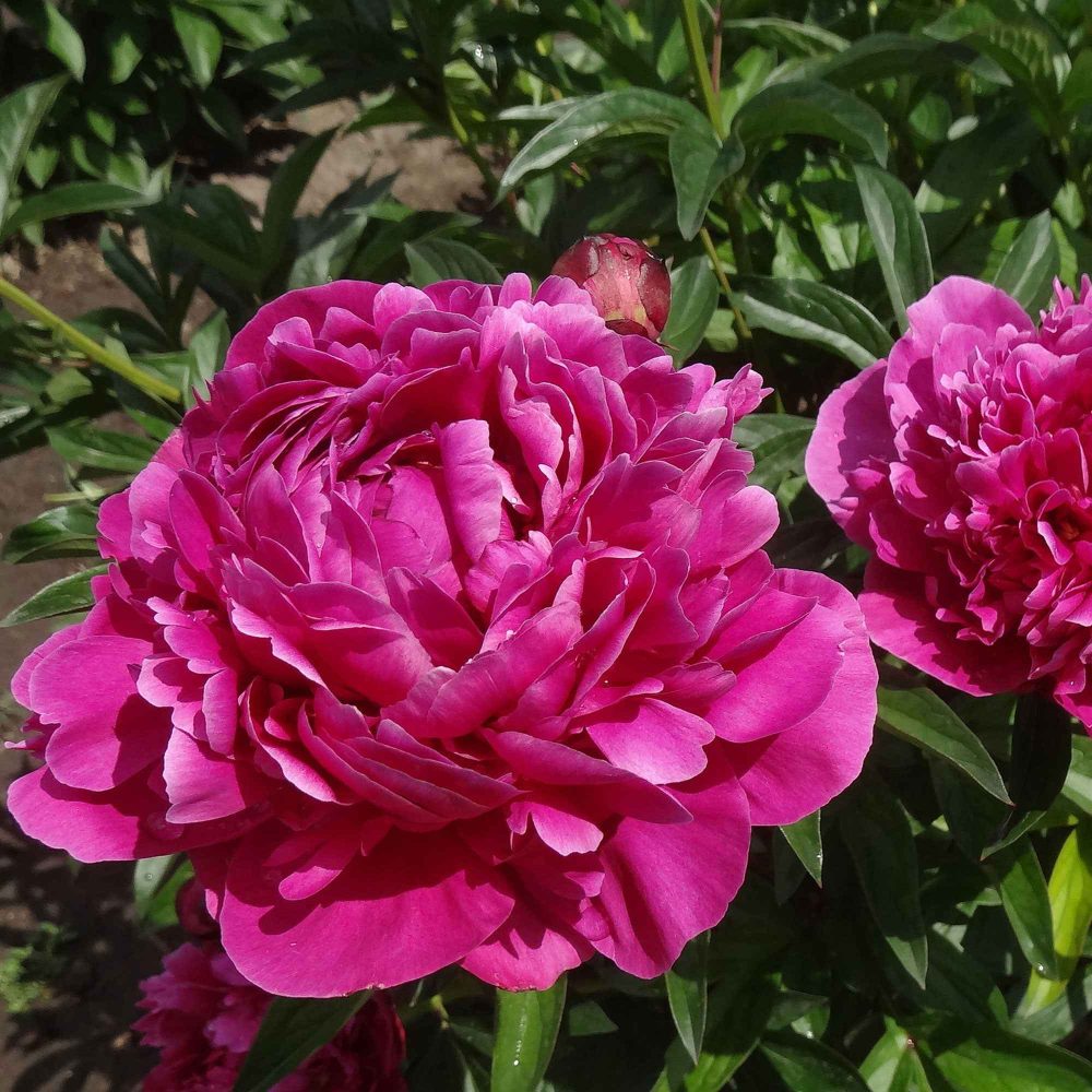 Pivoine rouge Paeonia lactiflora Karl Rosenfield