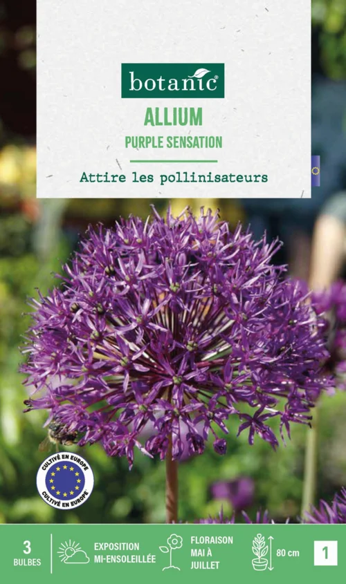 Allium purple sensation en mélange botanic® - 3 bulbes