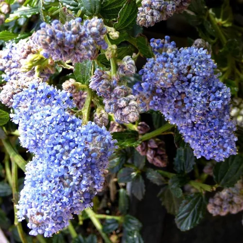Ceanothus. Le pot de 3 litres