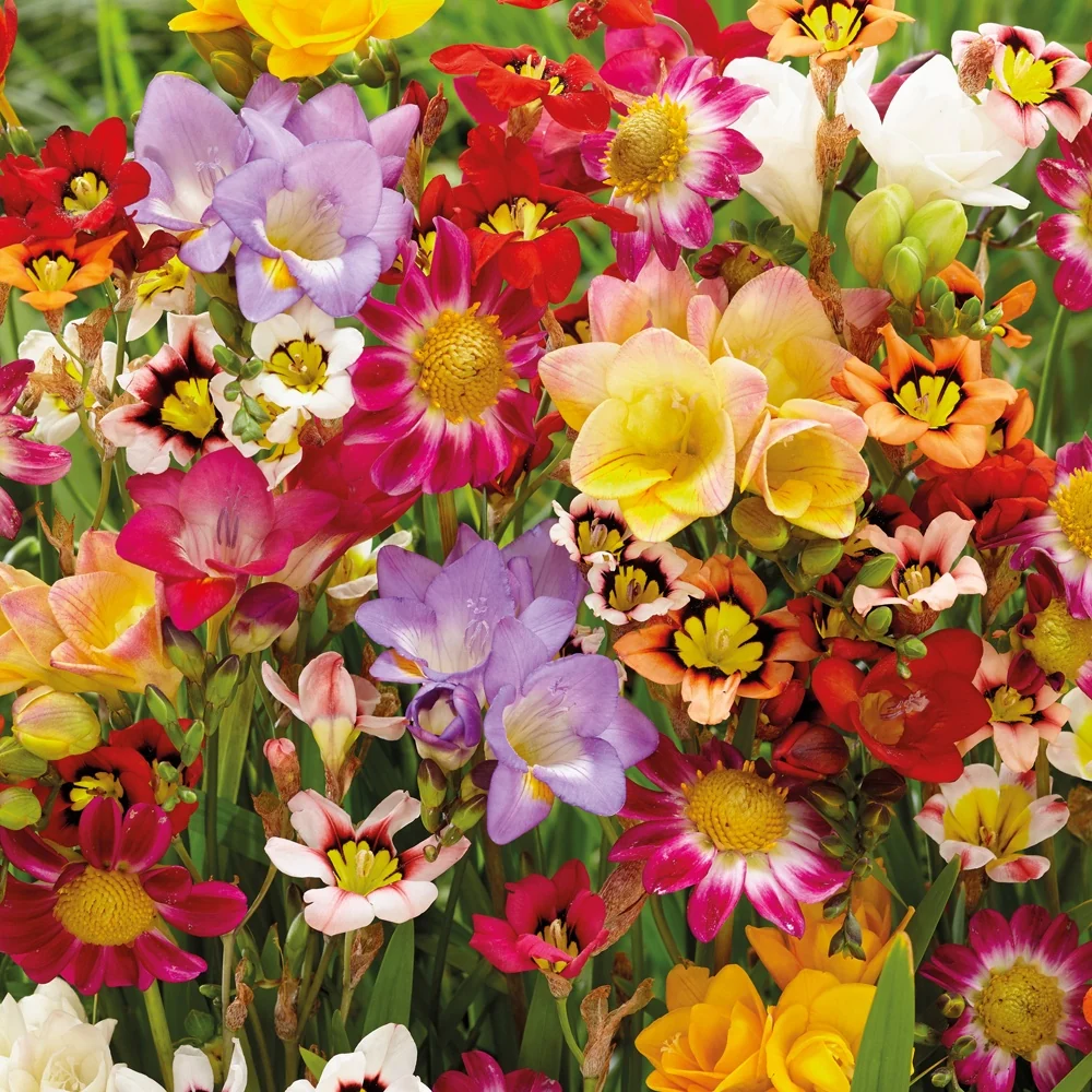 27 Bulbes pour massif coloré Freesia, Sparaxis, Dahlia