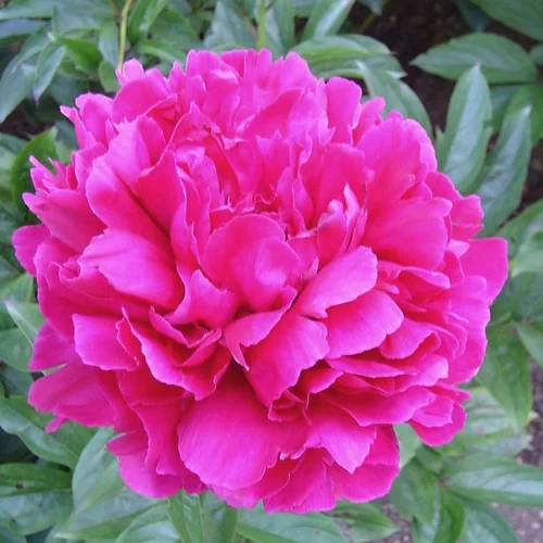 Pivoine Herbacee Kansas - Le pot de 5 litres