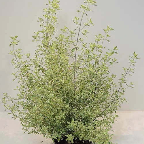 Menthe Australienne panachée Prostanthera ovalifolia variegata