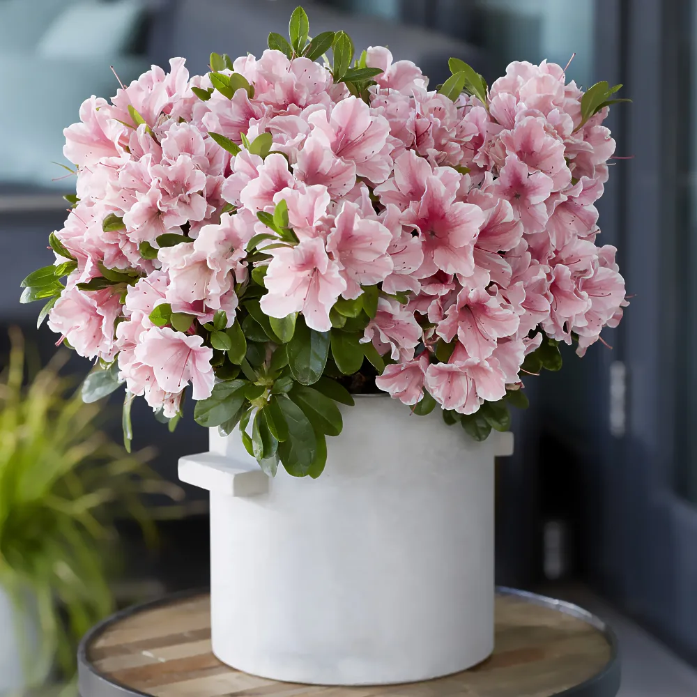 Azalée du Japon Encore® Sunburst Rhododendron Encore® Sunburst