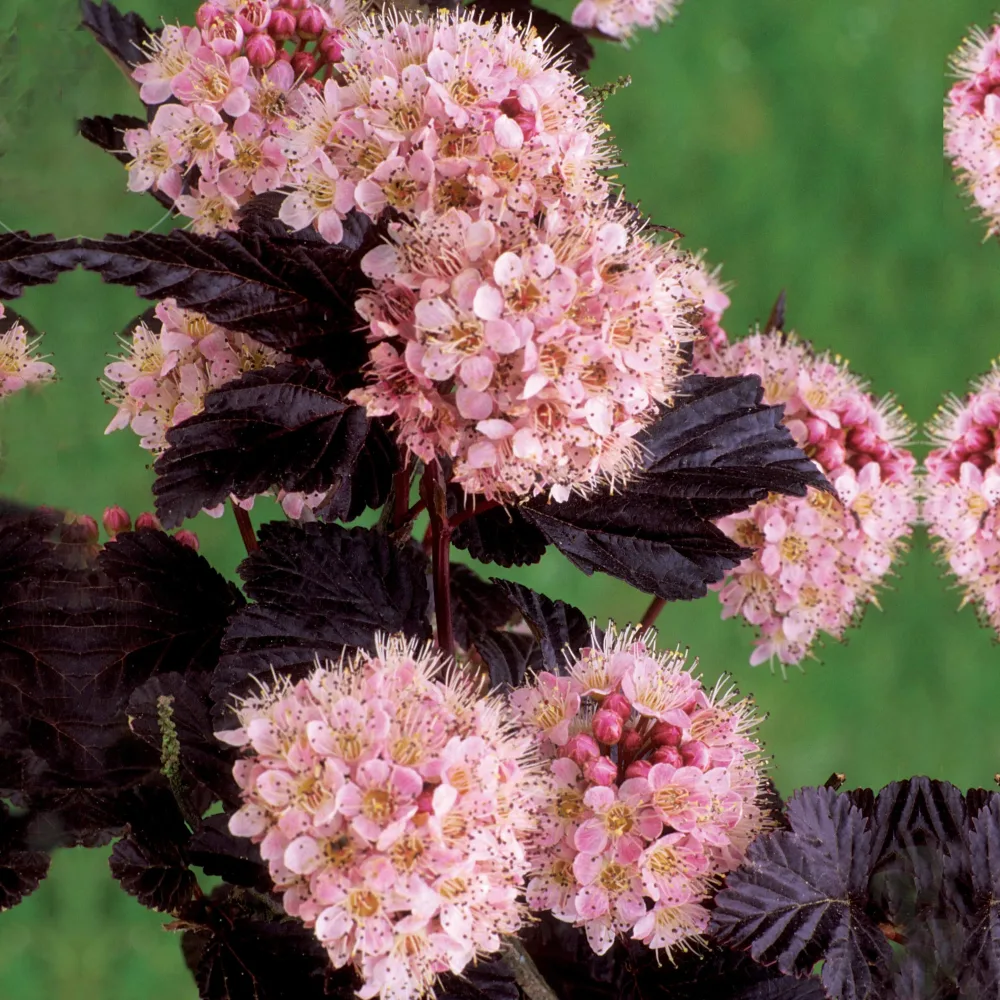 Physocarpe à feuilles pourpres Diabolo Physocarpus opulifolius diabolo