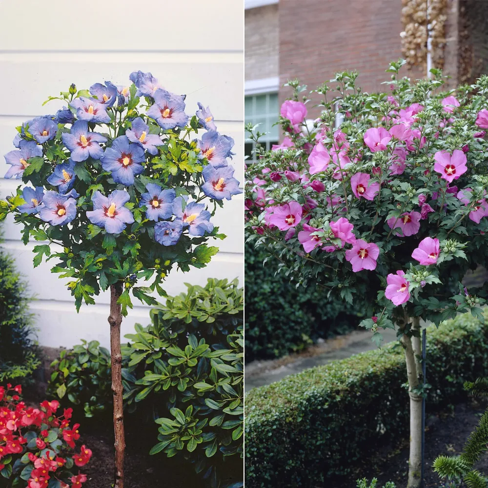 Collection de 2 Hibiscus de jardin sur tige Hibiscus syriacus