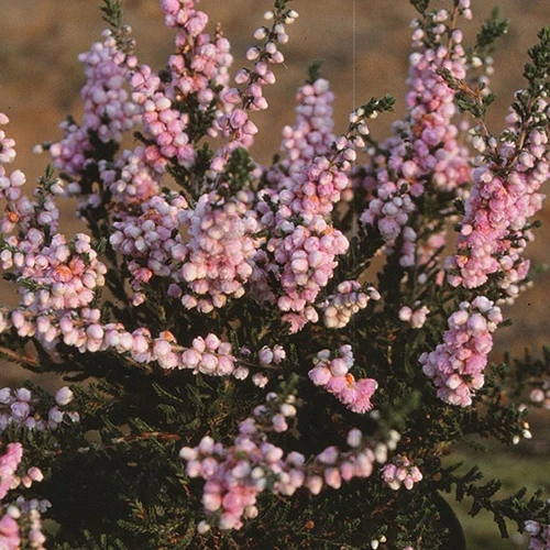 Bruyère d'été Elsie Purnell Calluna vulgaris elsie purnell