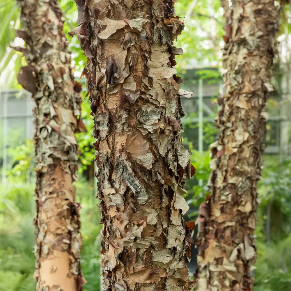 Bouleau noir Betula nigra