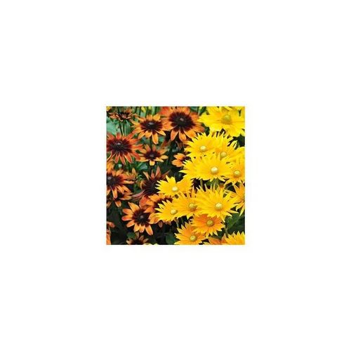 Rudbeckia annuel - Le pot de 10.5 cm