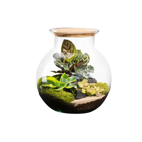 Terrarium autonome botanic® Havana Cala - Taille L Ø 25 cm H 27 cm