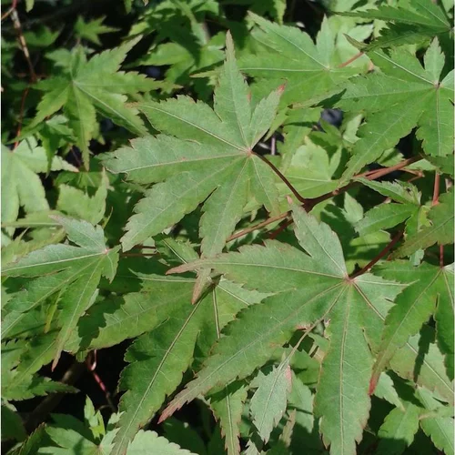 Acer Palmatum Vert (Érable du Japon) 125/150 en pot de 25 L vert