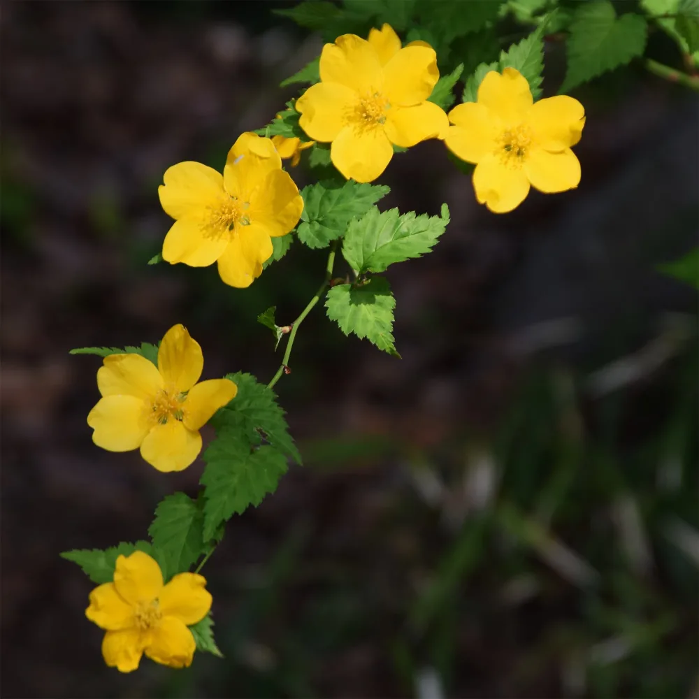 Corête du Japon Golden Guinea Kerria japonica Golden Guinea