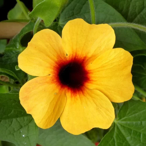 Thunbergia - Le pot Theo de 4,5 litres