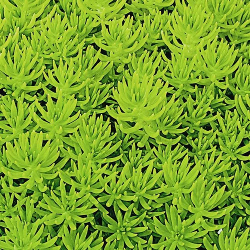Sedum Reflexum Dore - Le pot diam 12 cm