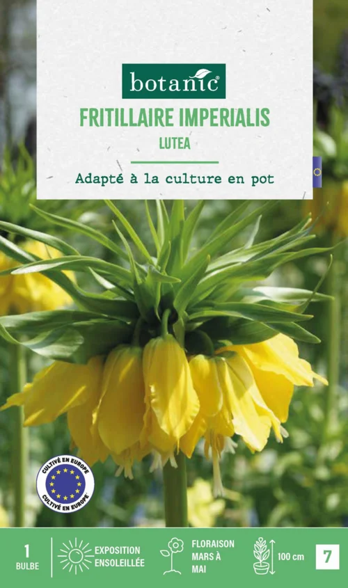 Fritillaire Lutea botanic® - 1 bulbe