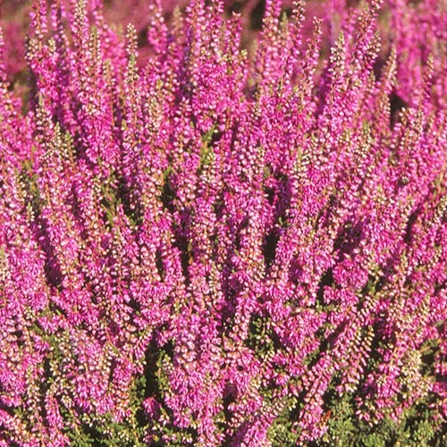 Bruyère d'été Darkness Callune Darkness Calluna vulgaris darkness
