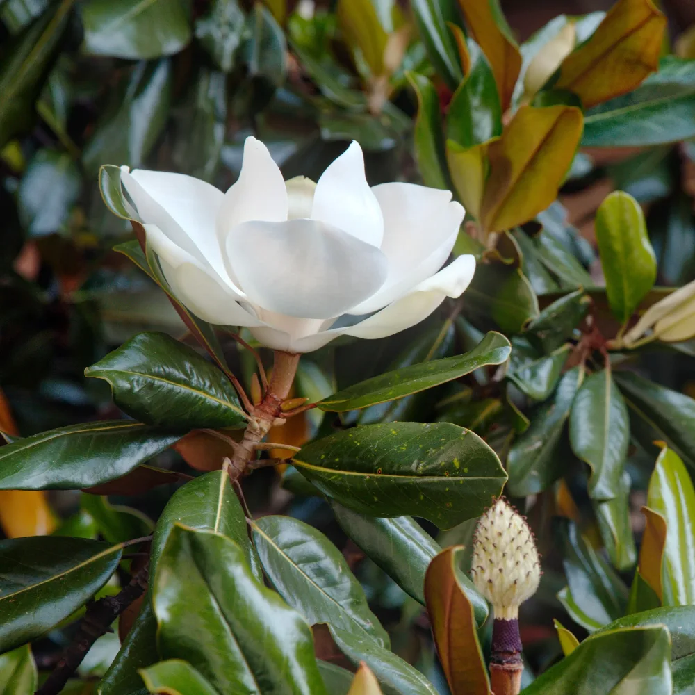 Magnolia grandiflora Little Gem Magnolia grandiflora Little Gem