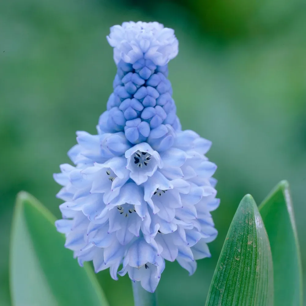 15 Muscaris azuré Pseudomuscari azureum