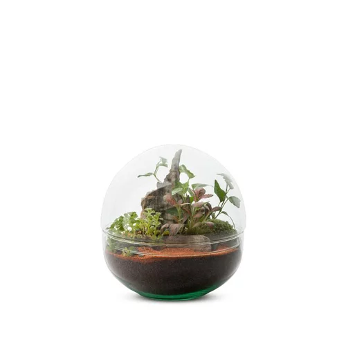 Terrarium Bulle de Nature Mini Monde en verre transparent Naturalys taille M - Ø 20 x 20 cm