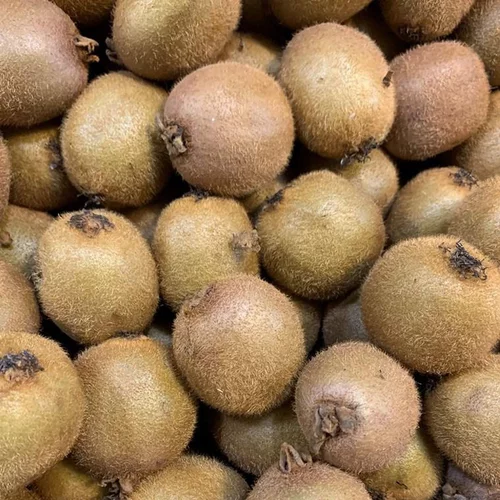 Actinidia Chinensis (Deliciosa). Le pot de 60 litres
