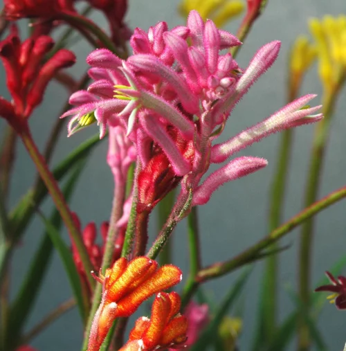 Anigozanthos "Downunder Dreams". Le pot de 10 litres