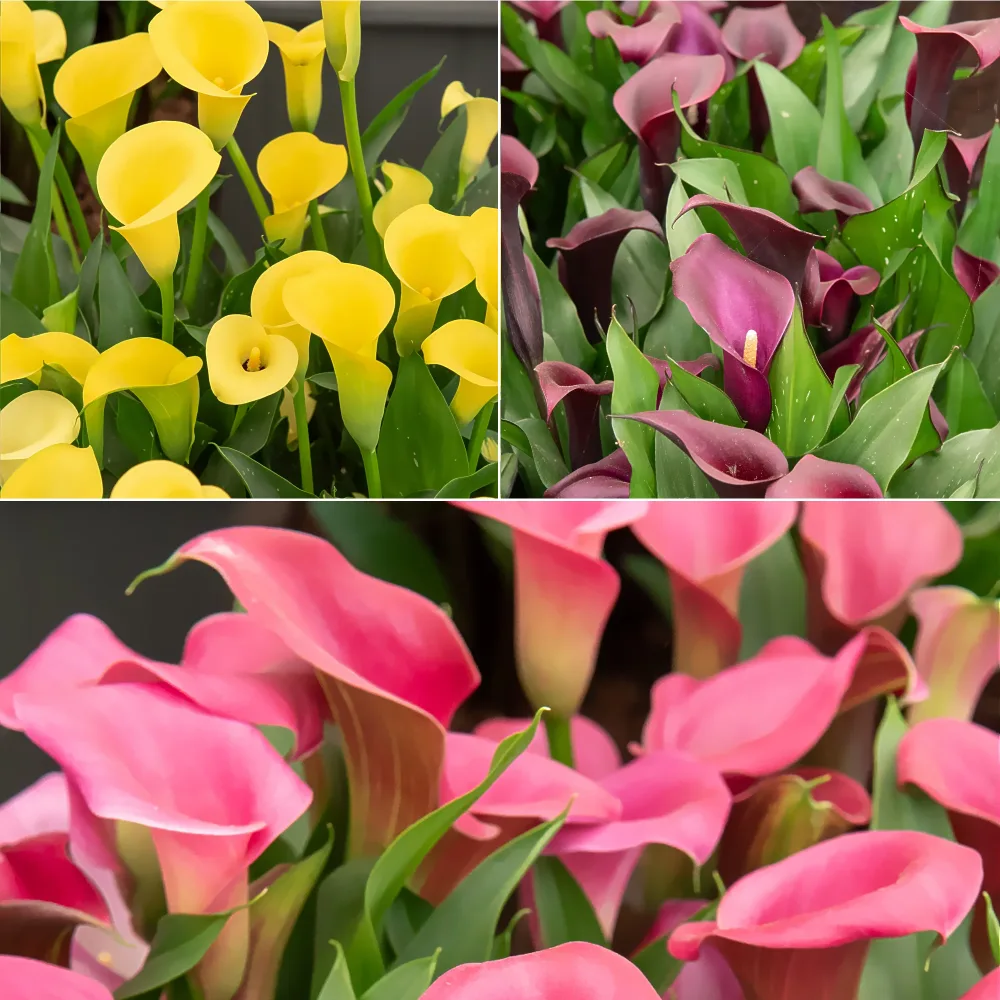 3 Callas rose, jaune, pourpre en mélange Zantedeschia