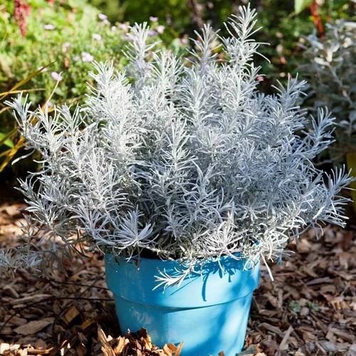 Helichrysum Italicum Korna en pot de 4 L