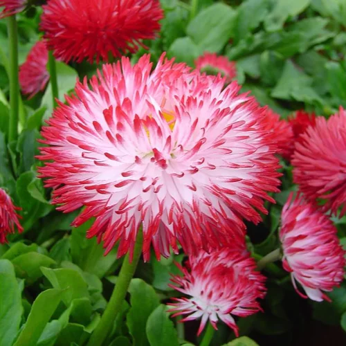 Pâquerette pomponnette - La barquette de 10 plants