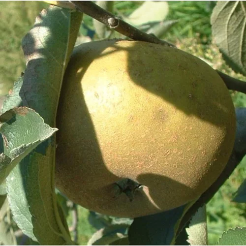 Pommier Grise Du Canada. Le pot de 10 litres forme gobelet