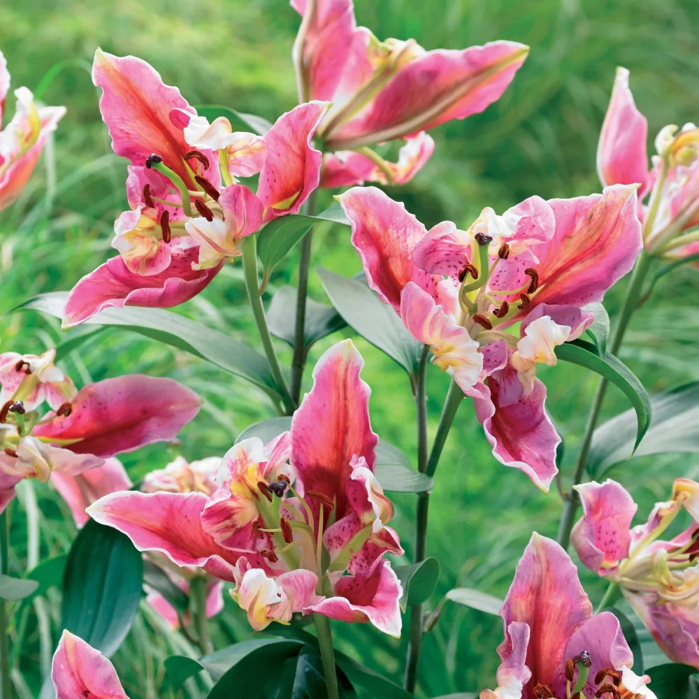 2 Lis Pink Parrot Carriba Lilium pink parrot carriba