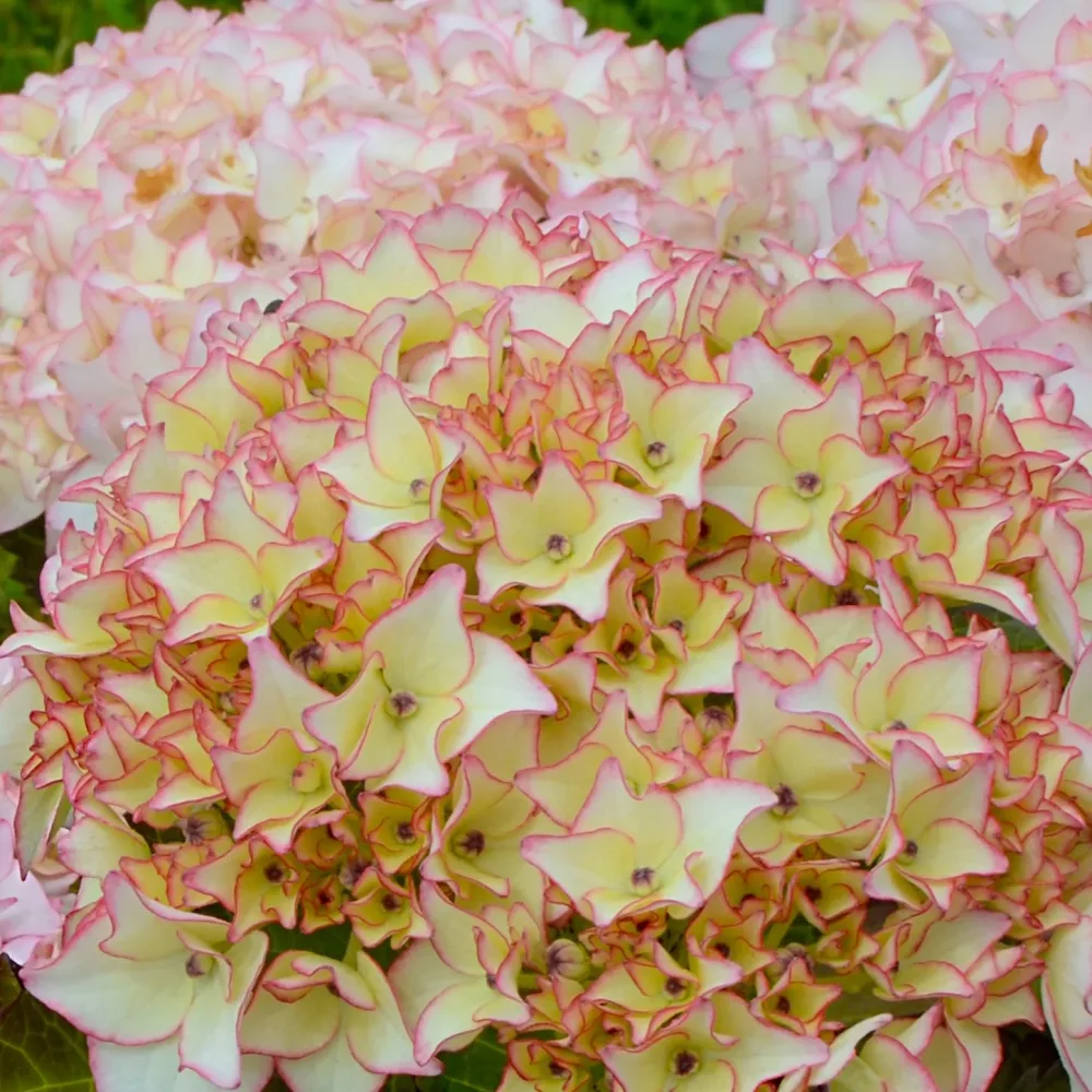 Hortensia Dolce ® France Hydrangea macrophylla dolce ® france ‘dolfranc'