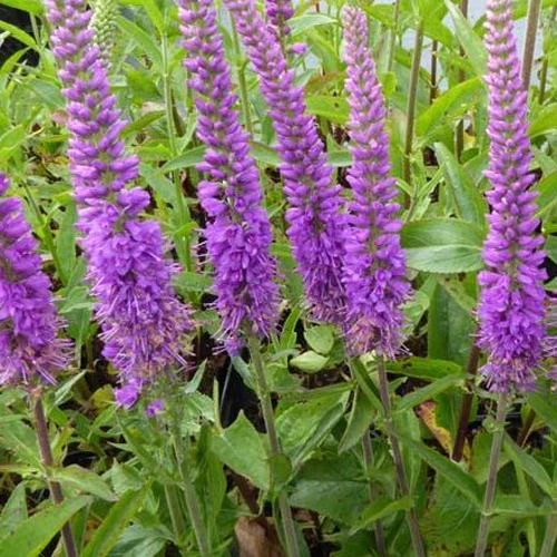 Véronique Purpleicious Veronica purpleicious