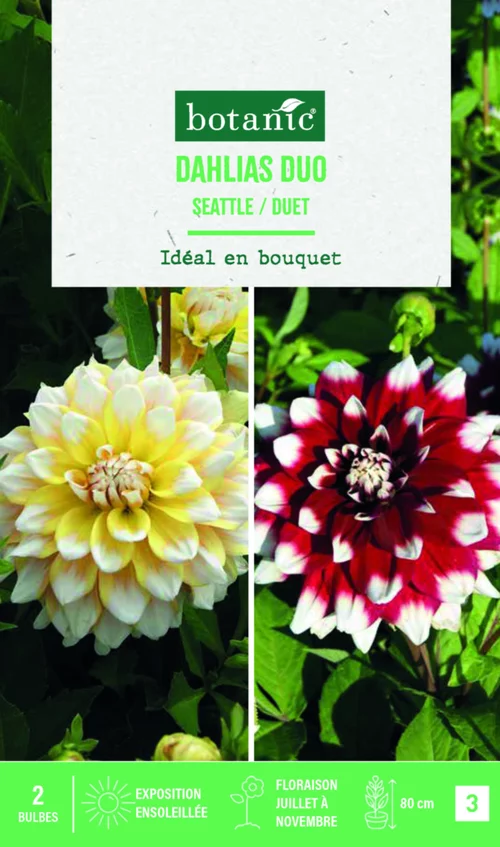 Bulbes de fleurs duo de Dahlias décoratifs Seattle / Duet botanic® - 2 bulbes