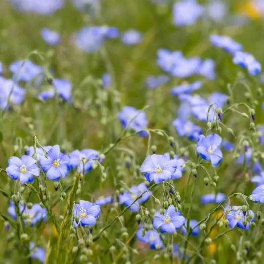 Bio zaden van Blauwe vlas (groenbemester)