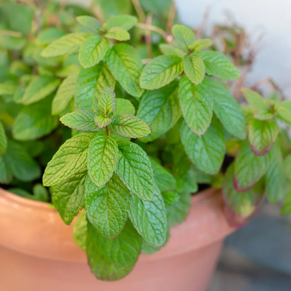 Menthe verte Mentha spicata