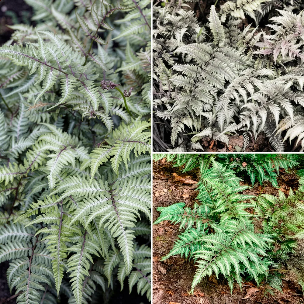 Fougères d'ombre au feuillage coloré Athyrium