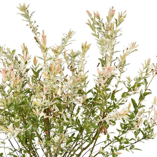 Saule Crevette (Salix integra Hakuro Nishiki). Le pot de 10 litres