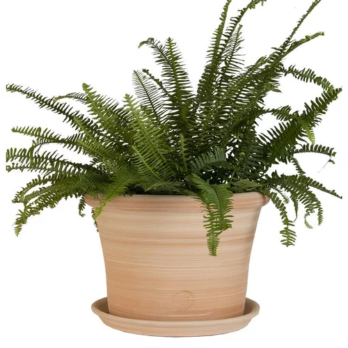 Pot rond Cocio Lisio en terre cuite claire – D24x H19