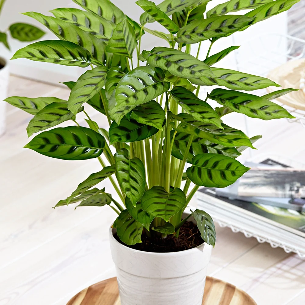 Calathéa Leopardina Calathea leopardina