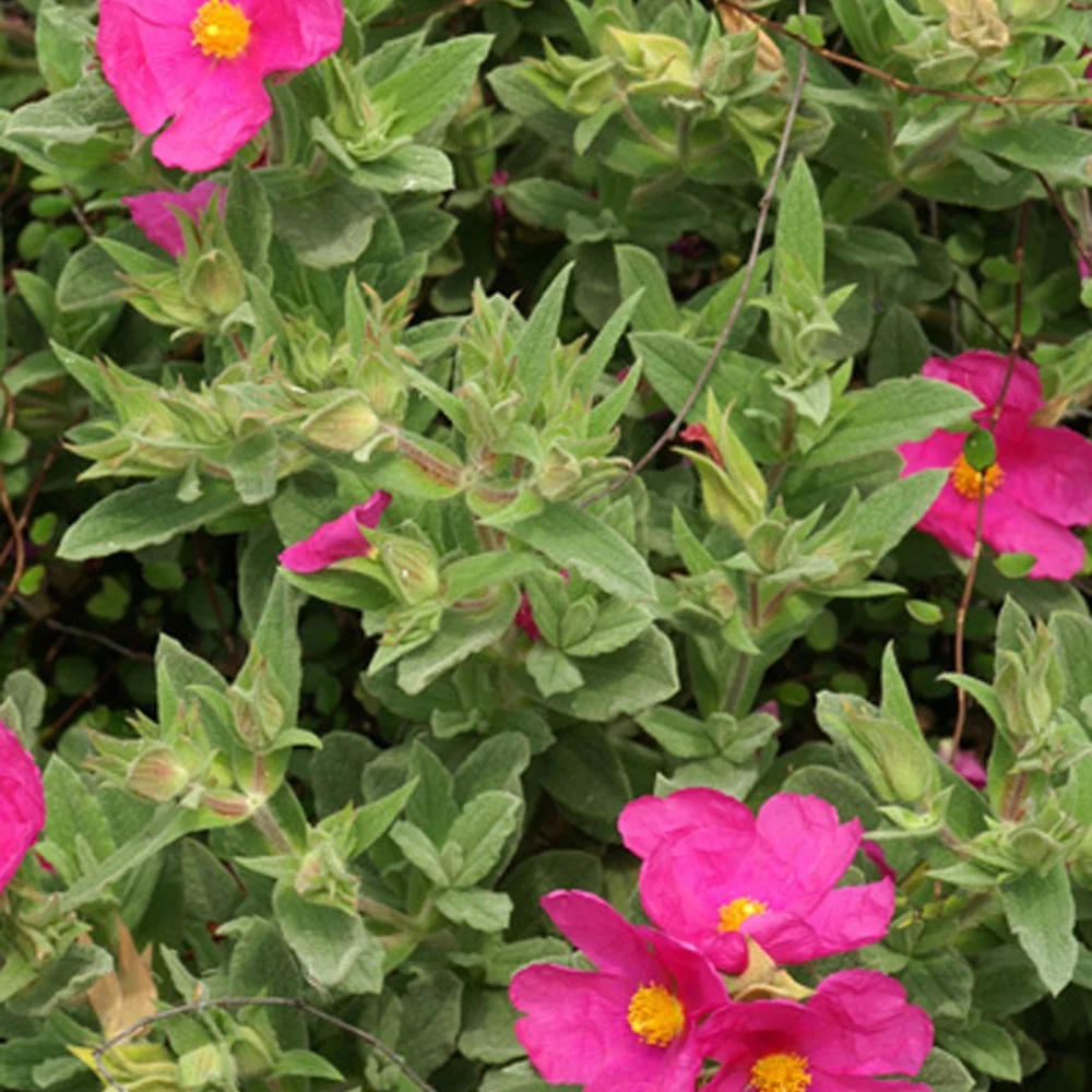 Ciste pulvérulent Cistus pulverulentus