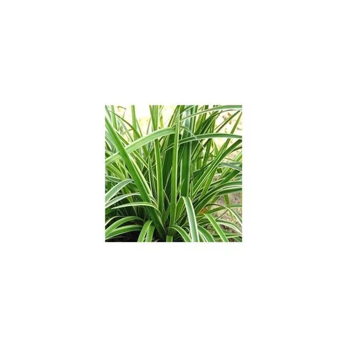 Carex Morrowi Ice Dance en pot de 2 L