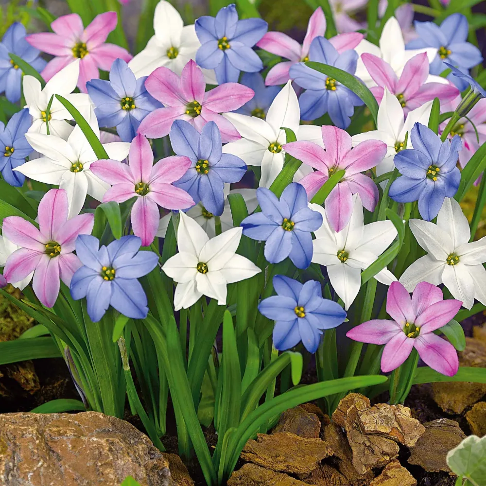 30 Etoiles de printemps en mélange Ipheion