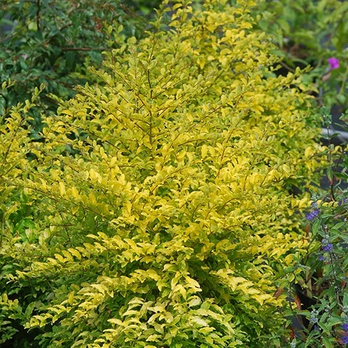 Troène de Chine Sunshine Ligustrum sinense sunshine