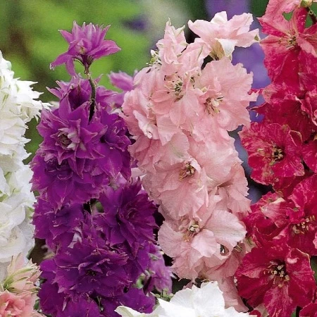 Delphinium - Pied d'alouette nain à fleur double Hyacinth Flowered Delphinium ajacis