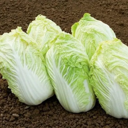 Bio zaden van Chinese kool Sativa (type Astuko)