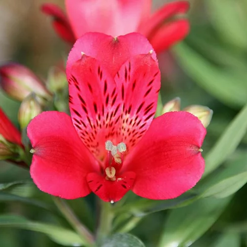 Alstroemère de Jardin 'Léonie' - Le pot de 2 litres
