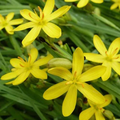 3 Bermudiennes de Californie Sisyrinchium californicum (brachypus)