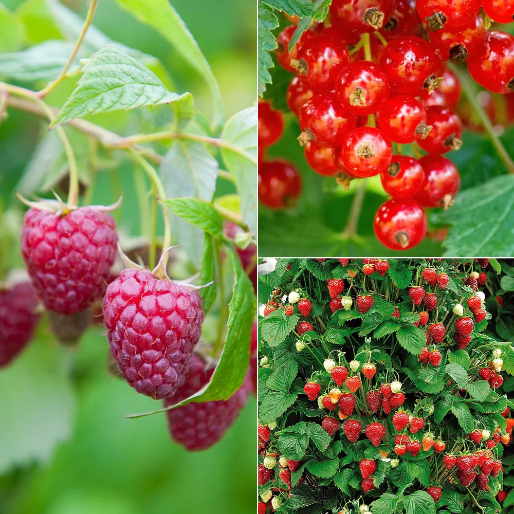 Collection de 9 Fruitiers à fruits rouges Rubus idaeus 'sumo 2', ribes rubrum 'rovada', frag